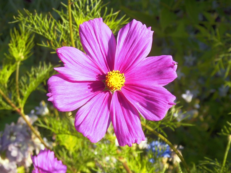 「运势」6月中旬，运势极佳，步步高升的3生肖，财运飙涨很快