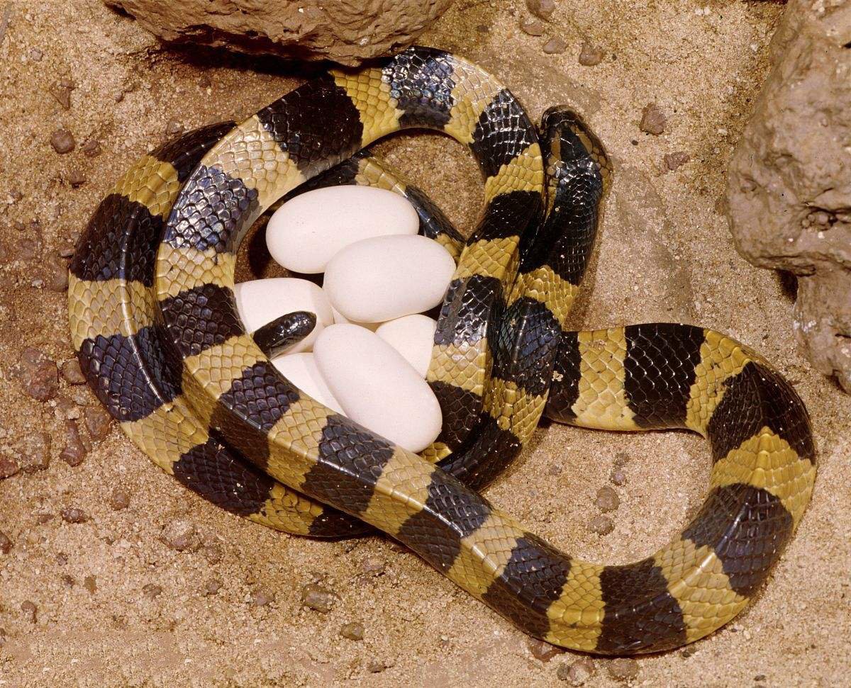 [毒蛇]中国毒蛇排行榜，被第一名咬后死亡率高达80％