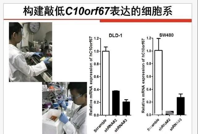 基因|是基因太强大，还是神童再现？小学生研究“癌症”受到广泛关注！