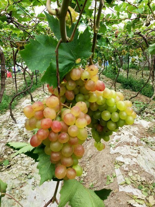 雷霆队|有院子的花友要注意，4种植物易招蛇，最好少养！