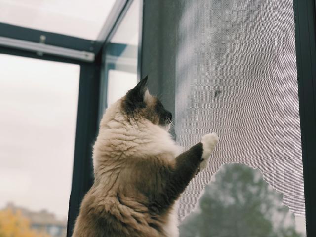 窗外飞来了什么？竟勾引我家布偶猫爬上窗台一起玩耍！