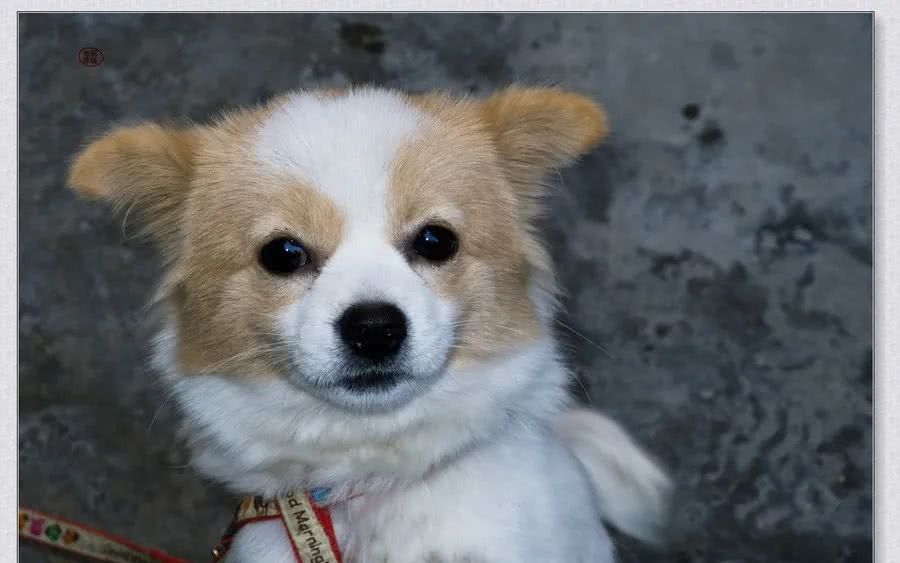 生肖▲生肖狗同志：明天有贵人来找你，快快去迎接吧，错过再等20年！