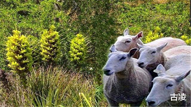 |神奇植物“食羊树”：温度达40℃就会自燃，羊群靠近意味着死亡