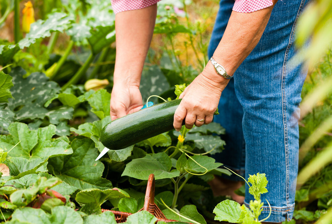 乙肝|十年乙肝史，用孙思邈留下的3味草药，成功摘掉乙肝“帽子”