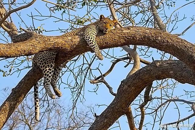 海豹|为什么海豹和豹那么相似？海豹是陆地上的豹演化的吗？