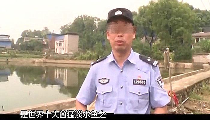 鳄鱼|价值数万鱼苗消失大半，竟是怪鱼在作祟：牙齿很尖像鳄鱼嘴一样