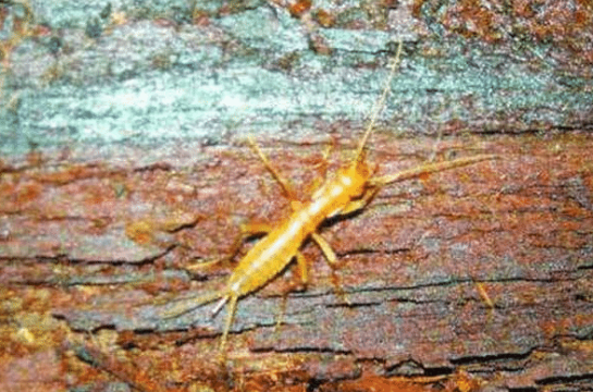 ##中国独有的3种生物，第3种早就绝迹多年，踩死一只就要坐牢！