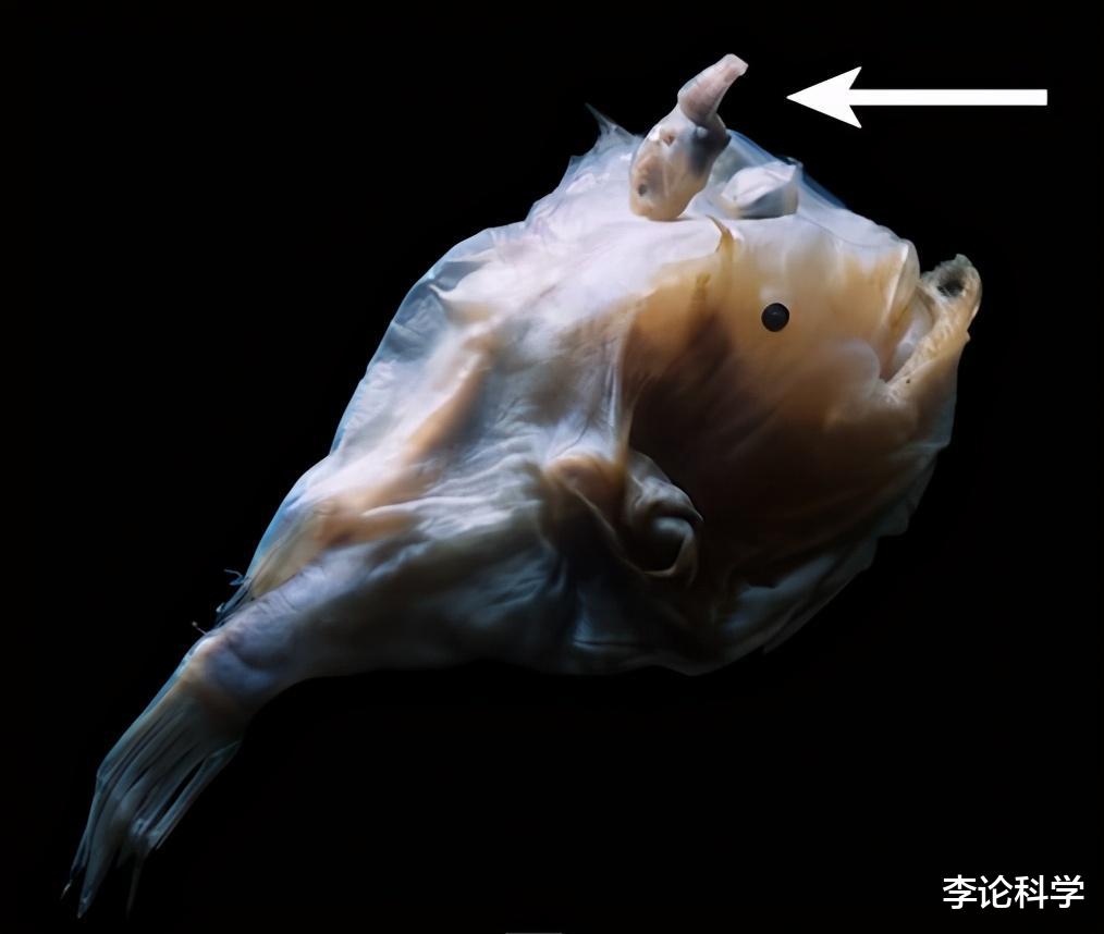 基因|为了繁殖，竟将自己变成雌性身上的器官，将软饭吃到极致