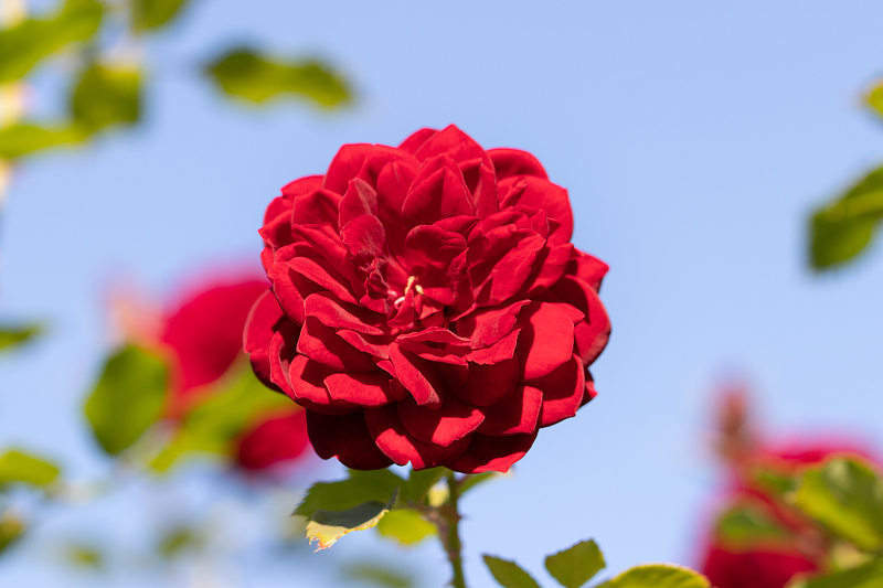 吉星|从7月22号开始，好运挡不住，天降洪福，收获满满的3生肖