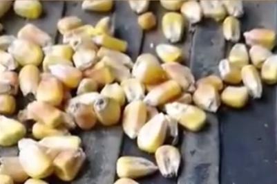 半岛晨报|中储粮：连夜调查！