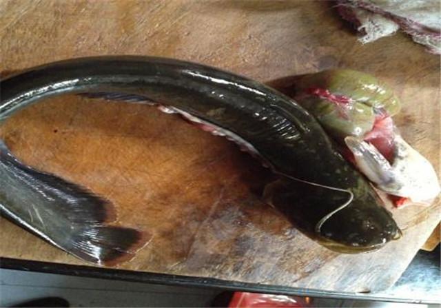 紫薯|它是被人误会最多的鱼，全身都是宝，比甲鱼营养，4块一斤没人买