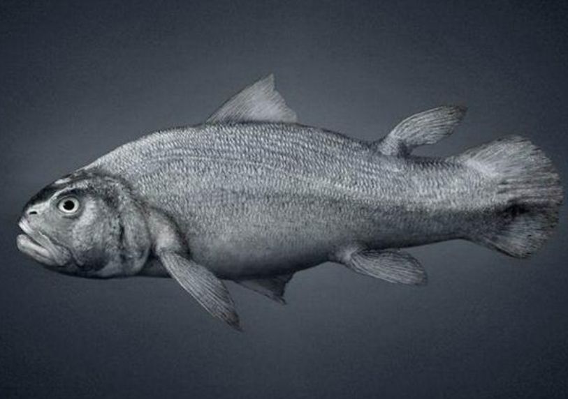 科学家|科学家展示了，“人类进化”图像，可以清晰看见所有变化