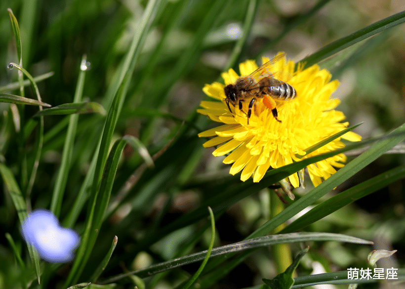 双子座|11月上旬，满满桃花运，邂逅爱情，贵人相助，生活富裕的4大星座