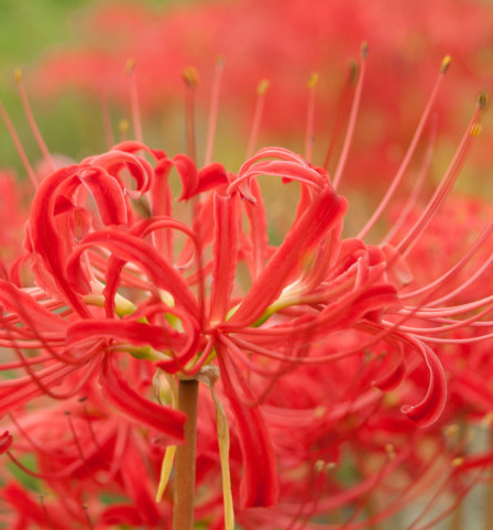 【吉星】进入7月，4属相吉星进门，好运爆棚，家庭更和睦，爱情更甜蜜