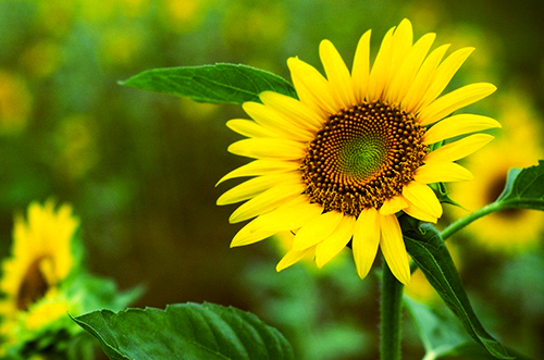 #金牛座#2020下半年，财神眷顾，上天保佑的三个星座