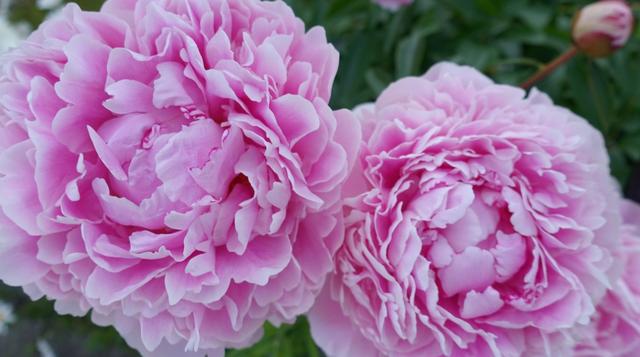 「生肖」5月初,旧情人回头,期盼已久,3生肖爱意未减,痴心等候,爱到老