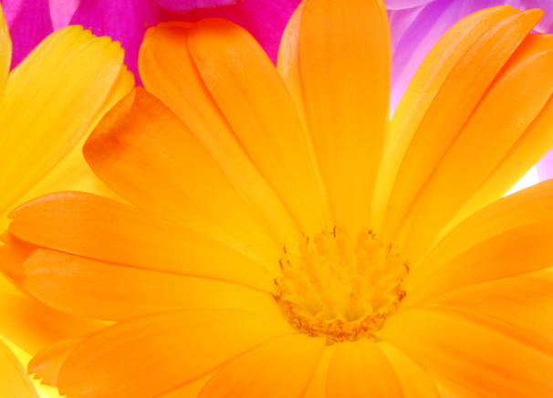 [生肖]将来七天，4生肖福星高照，喜鹊登门报喜，一帆风顺，福寿双全