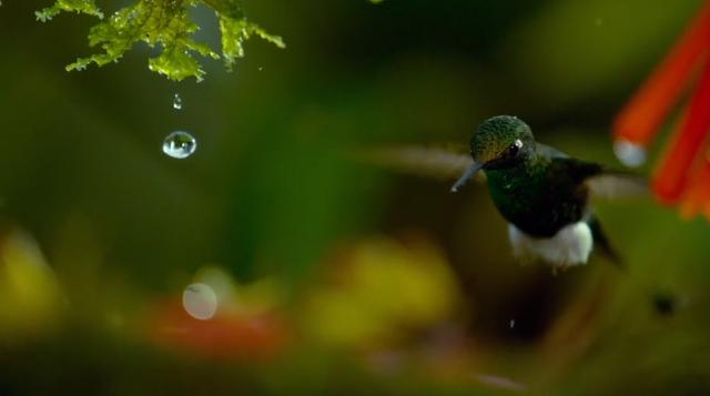 「」自然界的冷知识你知道几个?什么只能活一天?什么出生就能走路