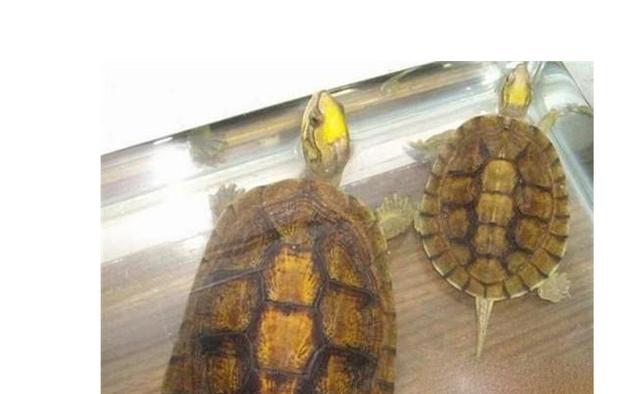 纳米|盘点中国五大名贵乌龟