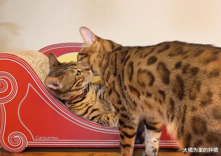 孟加拉猫养了个“小老公”，陪它长大还为它生3只小猫，喵生赢家