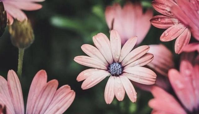 「星座女」四月初爱意萦绕心头，3星座大胆追爱，幸福美满