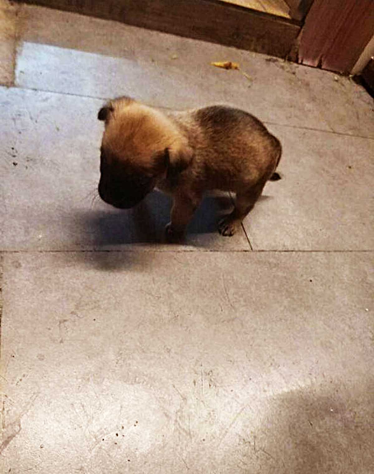 天气寒冷，流浪狗被迫躲进楼道，却遭人嫌弃驱赶，下一秒画风突变