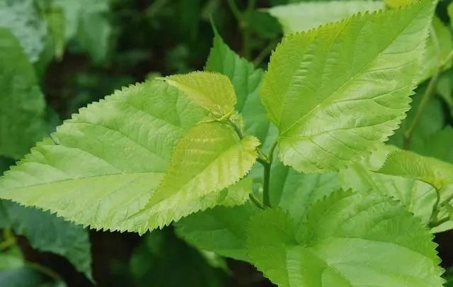 肺炎■糖尿病的“元凶”被揪出，不想让血糖值飚升，3物趁早拉入黑名单