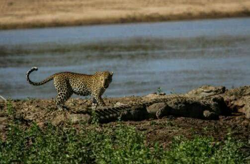 鳄鱼|全球最“惨”生物，剥皮后被出售，当地人靠它一年收入4亿