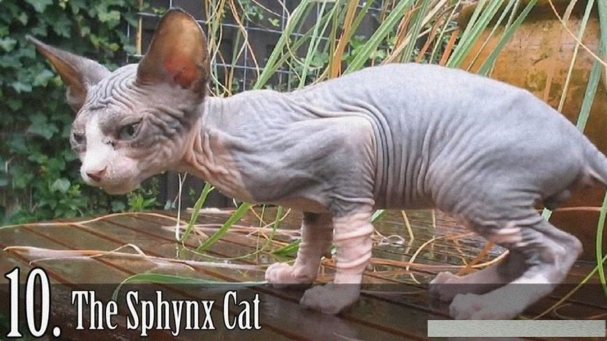 「裸鼹鼠」全世界最丑的十大生物，第一名被黑了好多年，心疼！