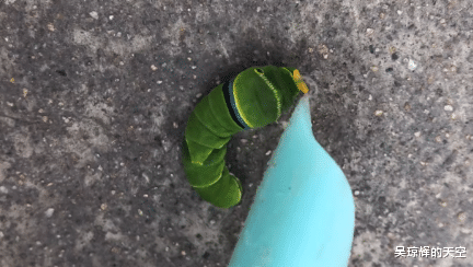 @“这是什么虫子,按它出现一对角,有甜甜的香味。”哈哈哈进化称霸地球