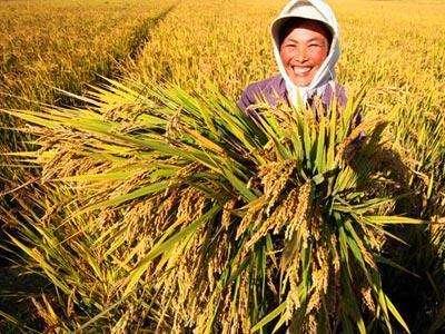 大米|“粮荒”来袭?22国禁止粮食出口,中国老百姓的米袋子有影响吗?