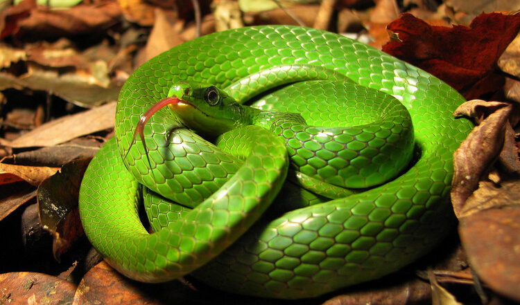 「黄金蟒」盘点世界上最好看的十种蛇