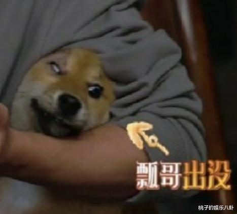 [王珞丹]《向往的生活》刚开播就收到狗狗被退货控诉，王珞丹细数瓢哥罪状