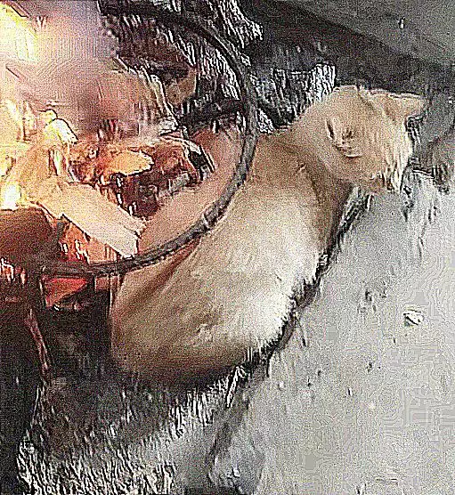 厨房中传出焦糊味，还以为菜炒糊了，查看后差点出了猫命