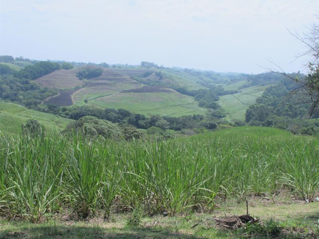睹图|甘蔗地里先后发现3具女尸,此前曾有13名女性也在甘蔗地里遇害