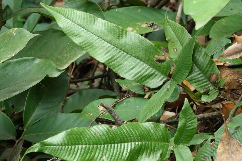 |这种“野草”可不简单，毒蛇见了都得“退步”，一定要认识