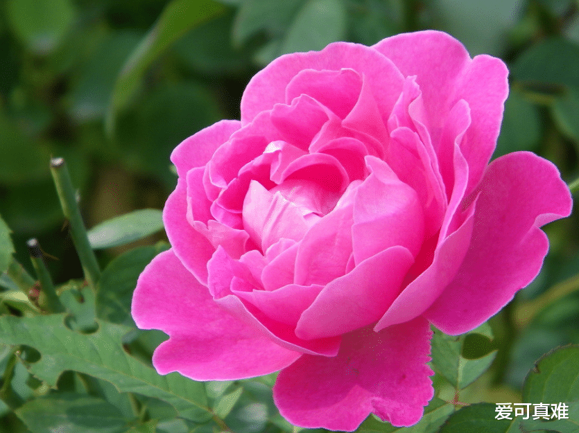 『运势』生肖狗：2020，“咸鱼翻身”，下半年必发一笔横财！