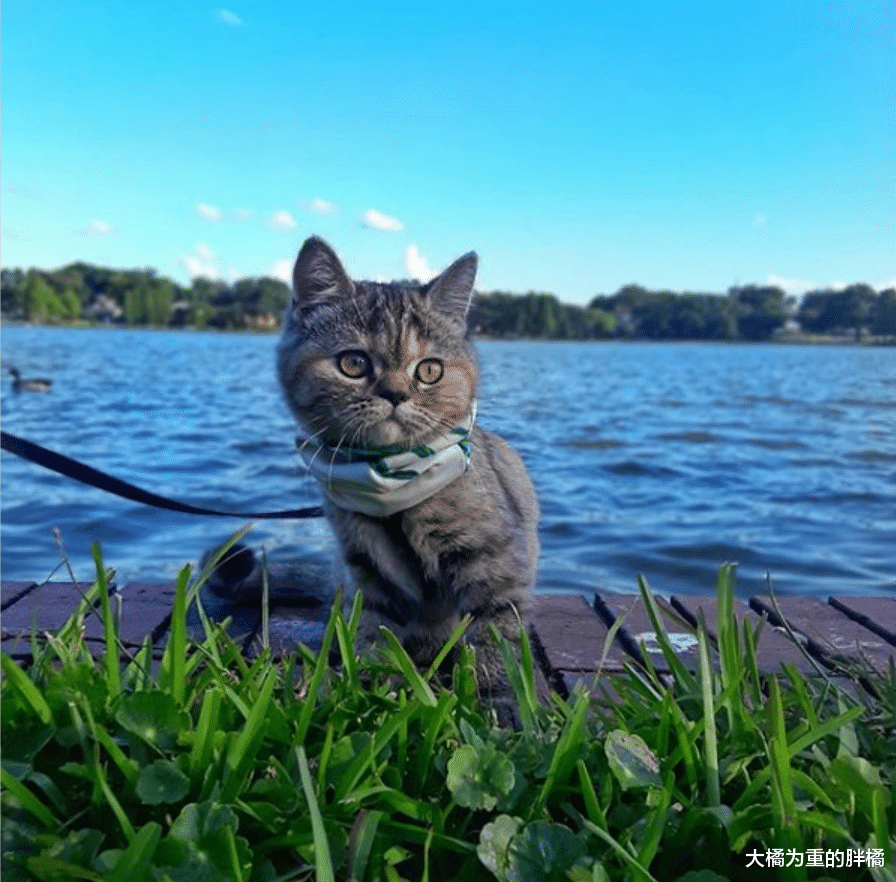 为报主人相遇之恩，猫咪常年待在货车里，陪着主人走南闯北见世面