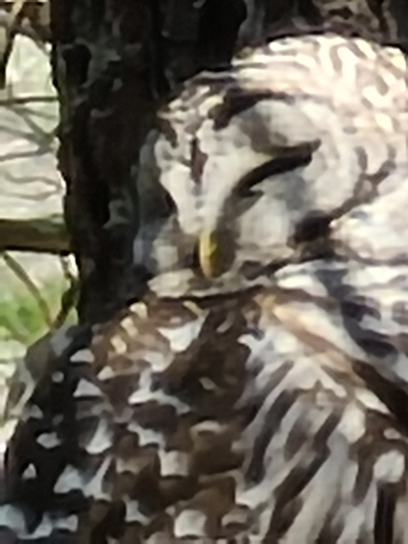 微软|【苹果最新消息】iPhone价格可能大涨，原因是多了几个高科技新功能