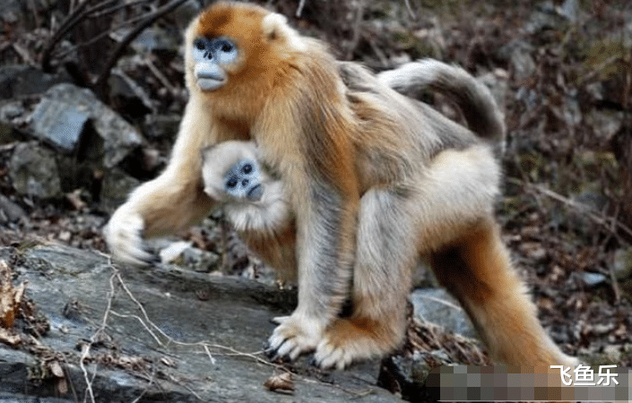 金丝猴|金丝猴的交配制度，母猴婚外交配别有目的