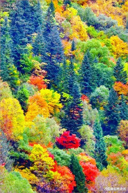 若尔盖|景 | 再过一个月，来看世间醉美的秋天！