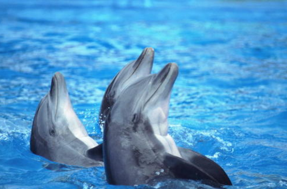 海豚：海豚救人只是因为善良？背后原因竟是因为教养！看完有点感动