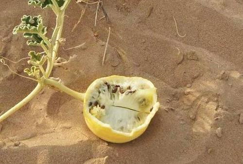 驴友|沙漠里长的西瓜,为何驴友宁愿渴死也不吃?当地人:吃了会有麻烦