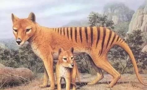 「科学家」消失了83年后，它竟再次出现，科学家担忧：人类会使其再次死亡