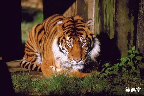 狮子座|生肖虎值得珍惜的两人！一个可助你飞黄腾达，一个能与你白头偕老