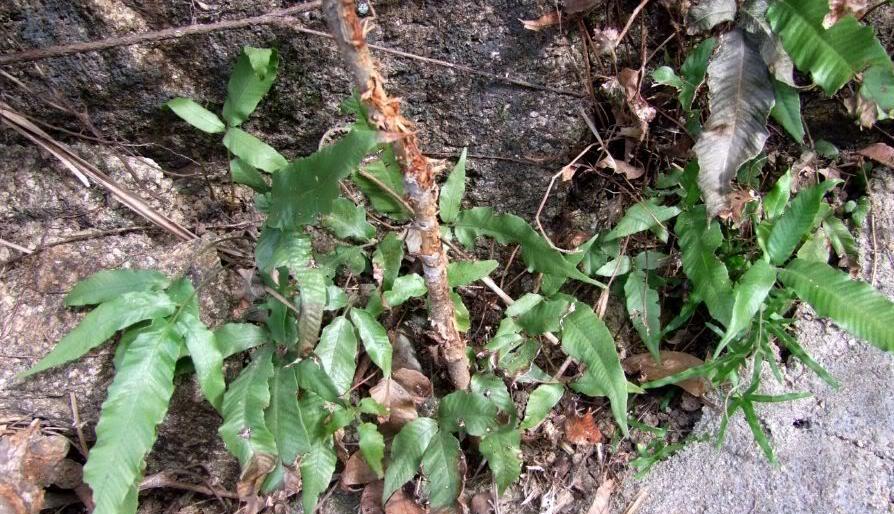 |这种“野草”可不简单，毒蛇见了都得“退步”，一定要认识