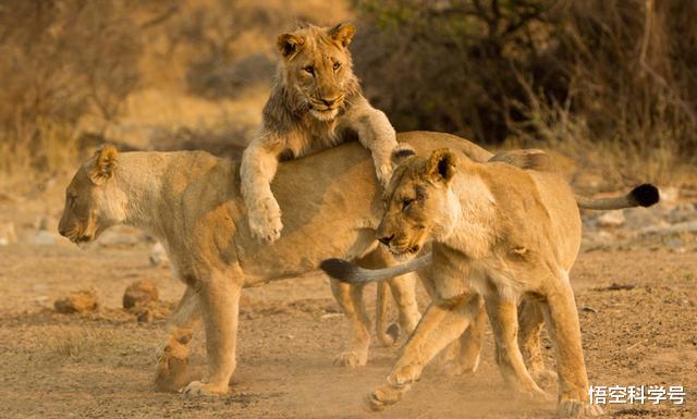 『狮子』母狮一生中要经历多少次雄狮更替与丧子之痛?