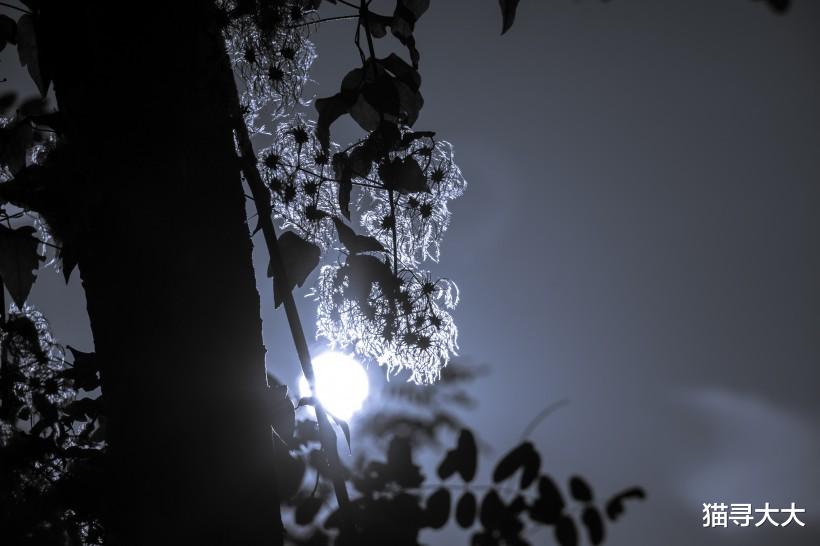 『运势』7月起，月老牵红绳，桃花盛开姻缘送上门，和旧爱甜蜜如初的生肖