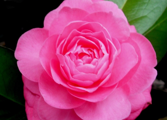 生肖|7月中旬遇真爱，4属相良缘降临，桃花朵朵绽放，生活幸福甜蜜