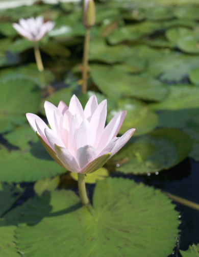 运势|未来两个月，4属相大喜临门，吉星关照，喜事多见，事业顺财运旺